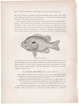 LONG-EARED SUNFISH